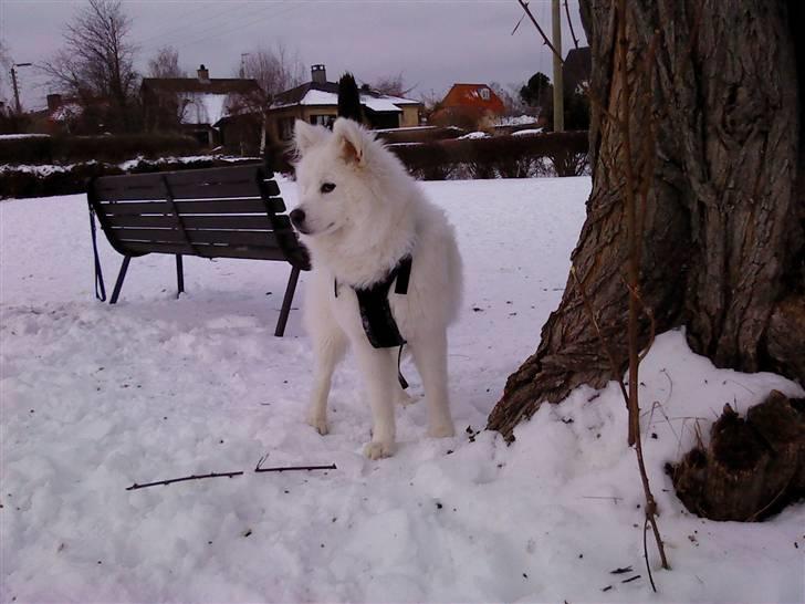 Samojedhund Koda  - Koda vinter 2010 billede 6