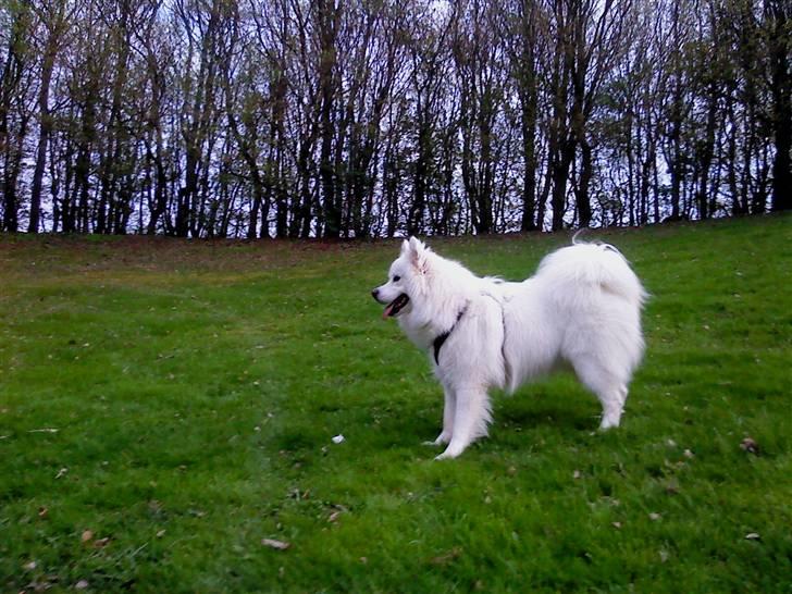 Samojedhund Koda  - Koda forår 2010 billede 7