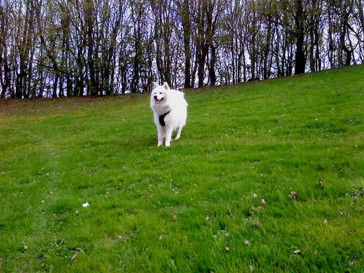 Samojedhund Koda  - Koda forår 2010 billede 8