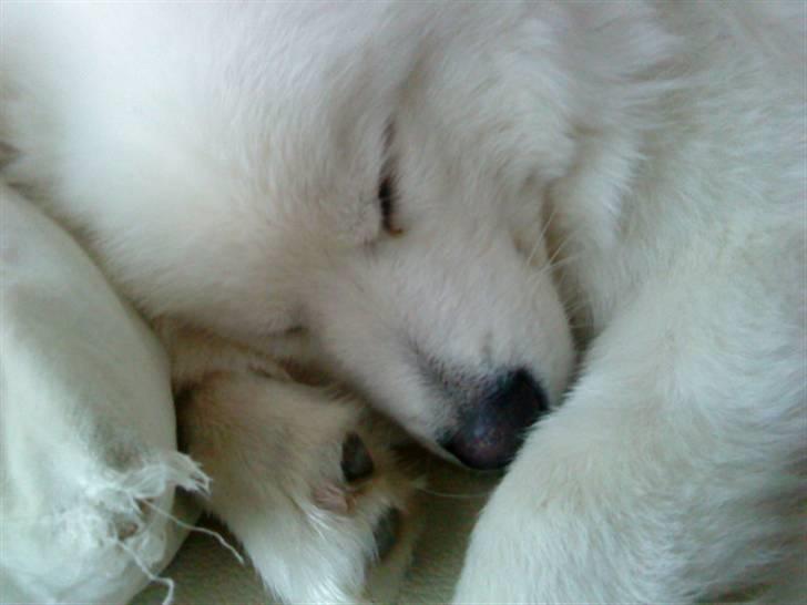 Samojedhund Koda  - Koda 1 jan. 2010 billede 11