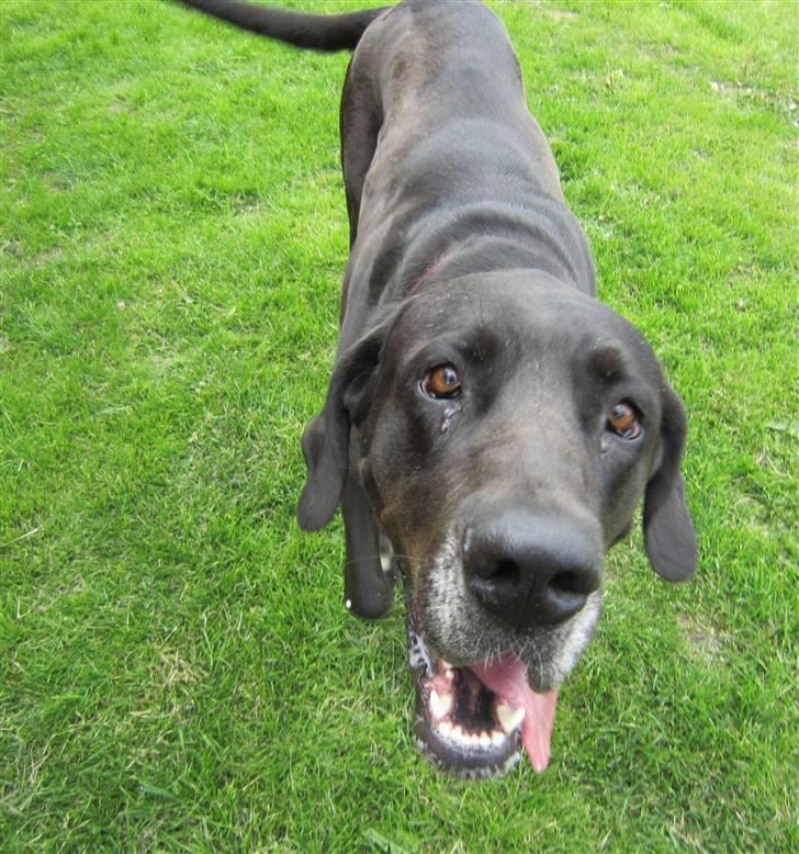 Grand danois Freja billede 10