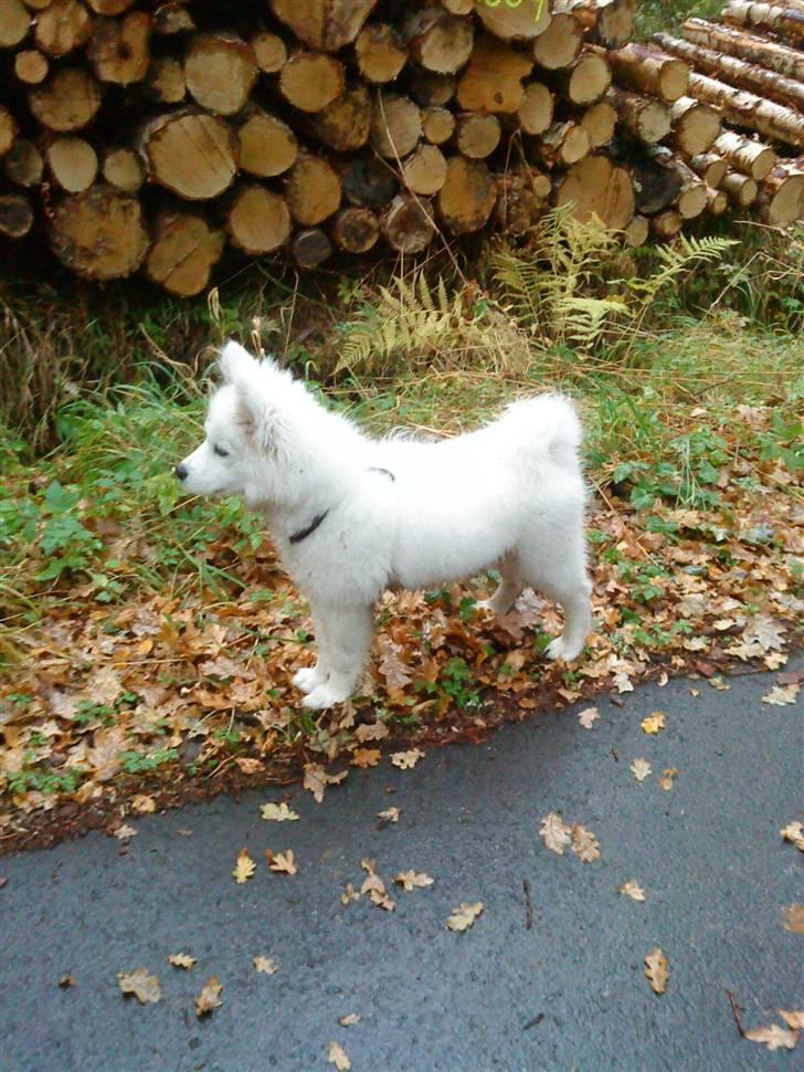 Samojedhund Koda  - Koda efterår 2009 billede 12