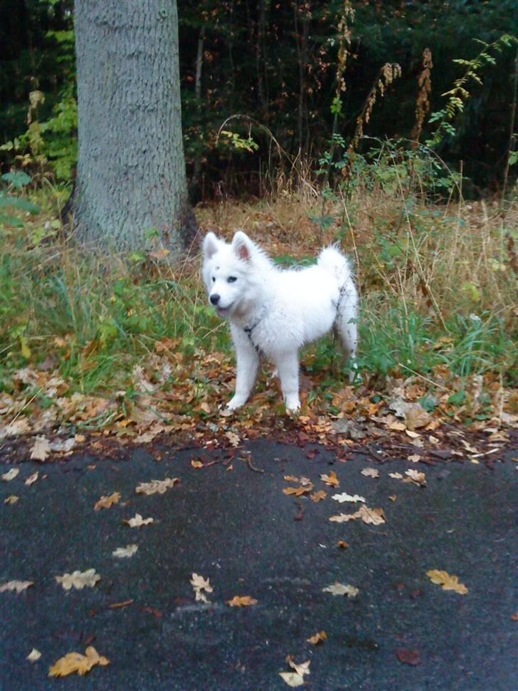 Samojedhund Koda  - Koda efterår 2009 billede 13