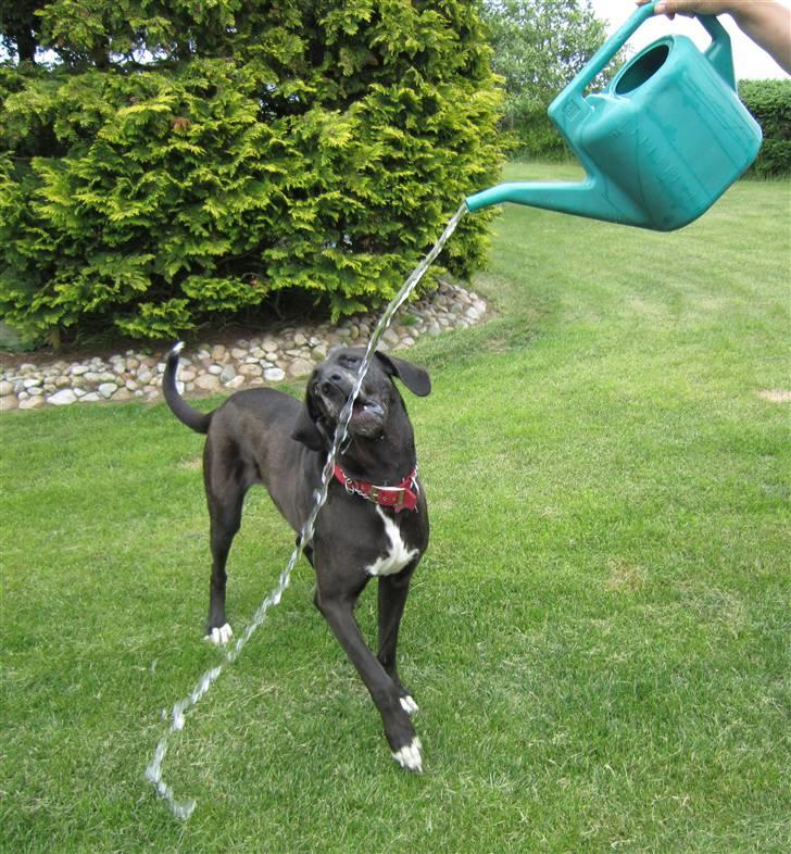 Grand danois Freja billede 11