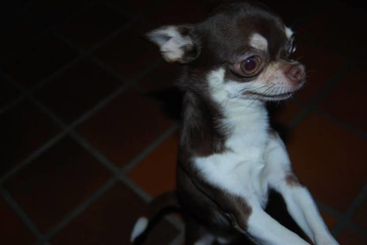 Chihuahua Choko Al Pacino billede 13