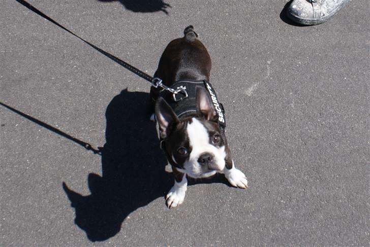 Boston terrier Malou billede 14