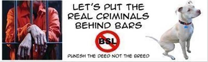 Amerikansk staffordshire terrier Armani billede 8