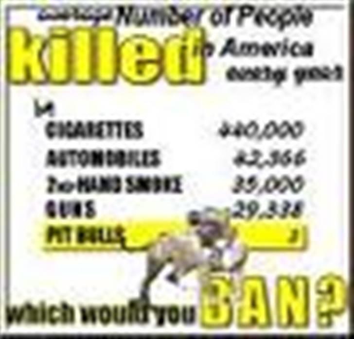 Amerikansk staffordshire terrier Armani billede 9