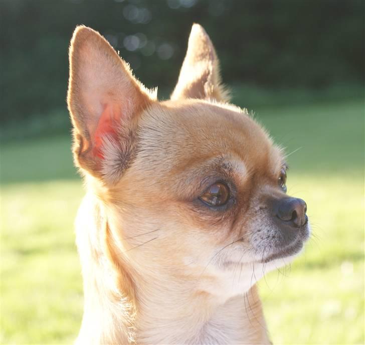 Chihuahua **Bertha** billede 16