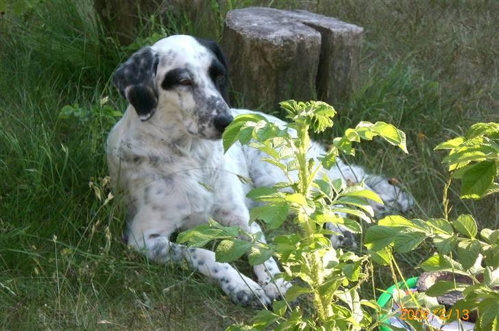 Blanding af racer Chili billede 1