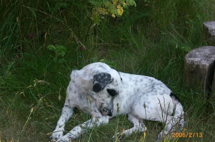 Blanding af racer Chili billede 3