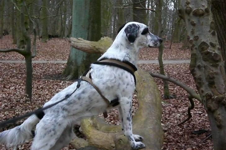 Blanding af racer Chili billede 4