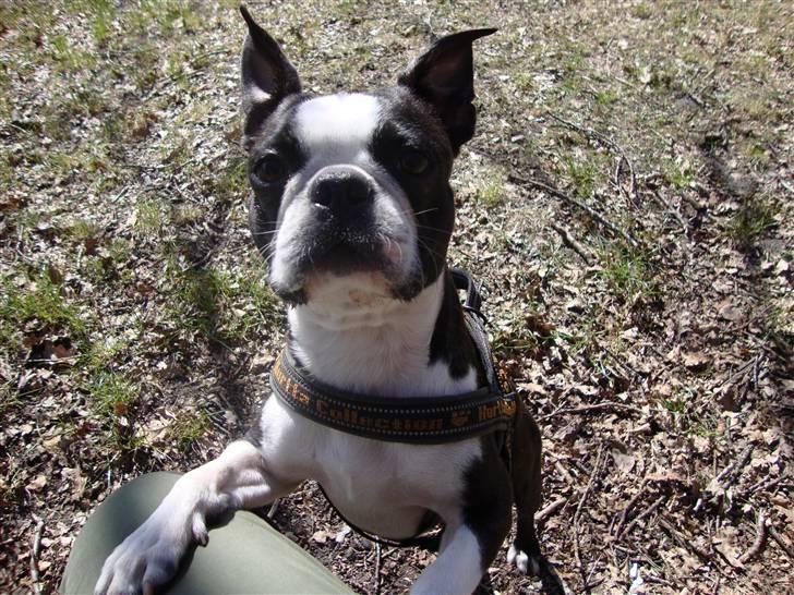 Boston terrier Conrad billede 14