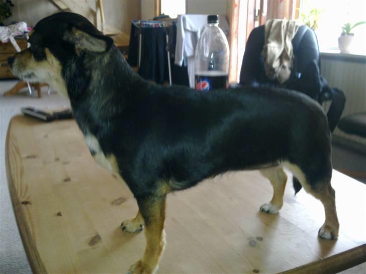 Chihuahua Maya billede 12