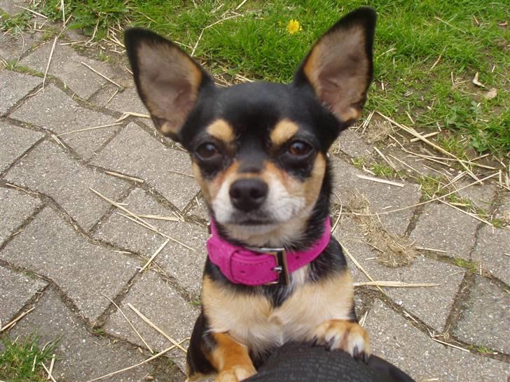 Chihuahua Maya billede 13