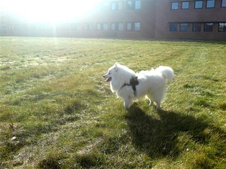 Japansk spids Aro billede 10