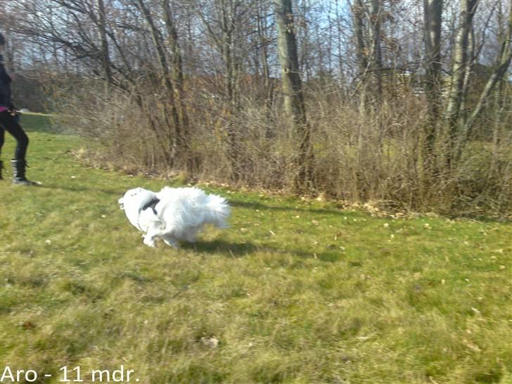 Japansk spids Aro billede 12