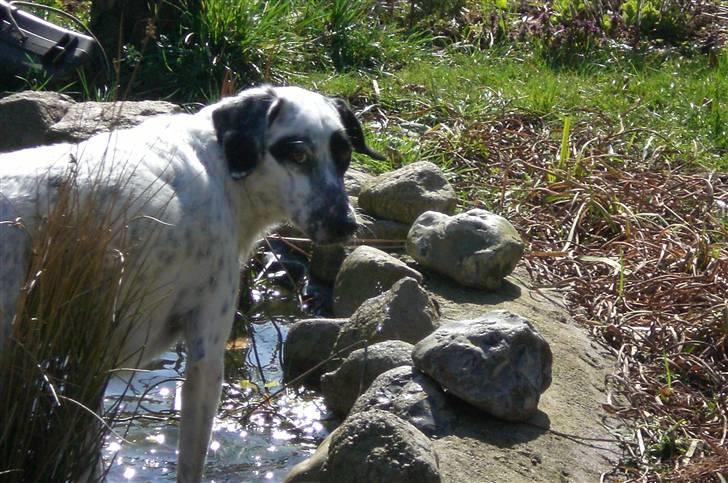 Blanding af racer Chili billede 6