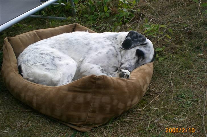 Blanding af racer Chili billede 7