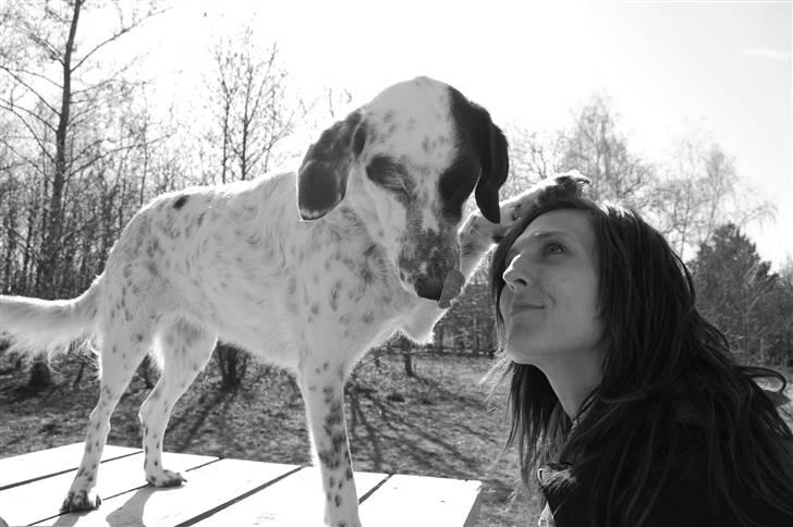 Blanding af racer Chili billede 8