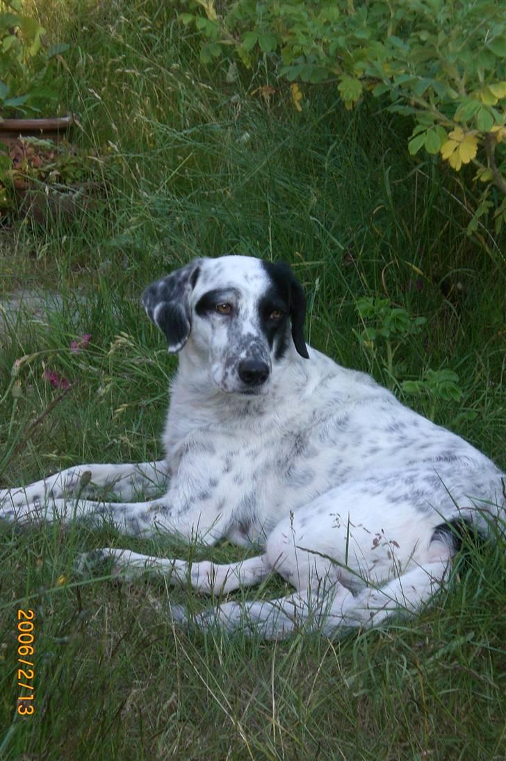 Blanding af racer Chili billede 9