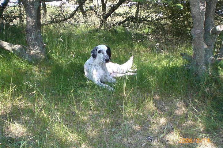 Blanding af racer Chili billede 10