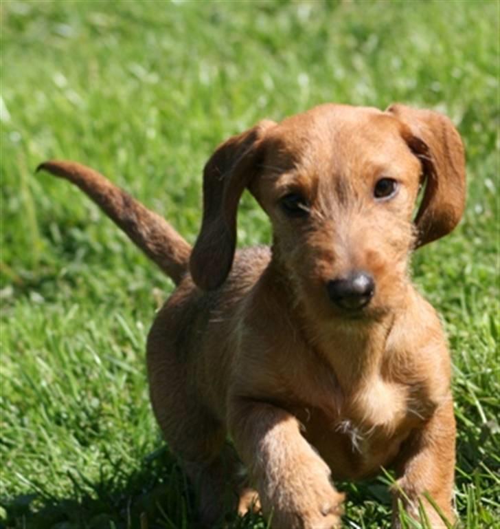 Gravhund Sønderskoven's K-Cocio - 3 måneder billede 3
