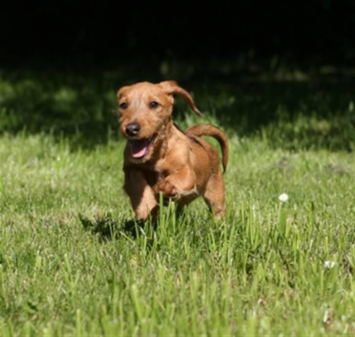 Gravhund Sønderskoven's K-Cocio - 3 måneder billede 5