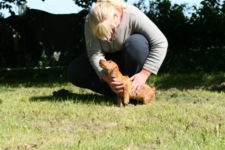 Gravhund Sønderskoven's K-Cocio - 3 måneder billede 6