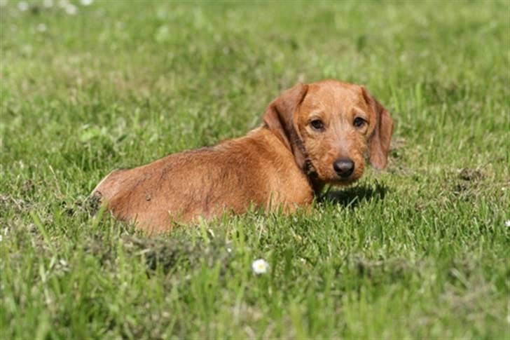 Gravhund Sønderskoven's K-Cocio - 3 måneder billede 7