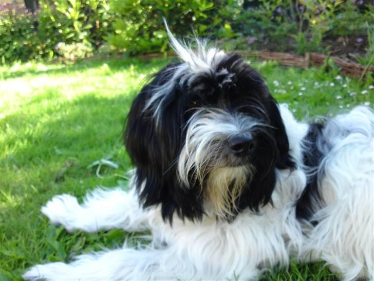 Blanding af racer Mille - På yndlingspladsen - skygge i haven. billede 1