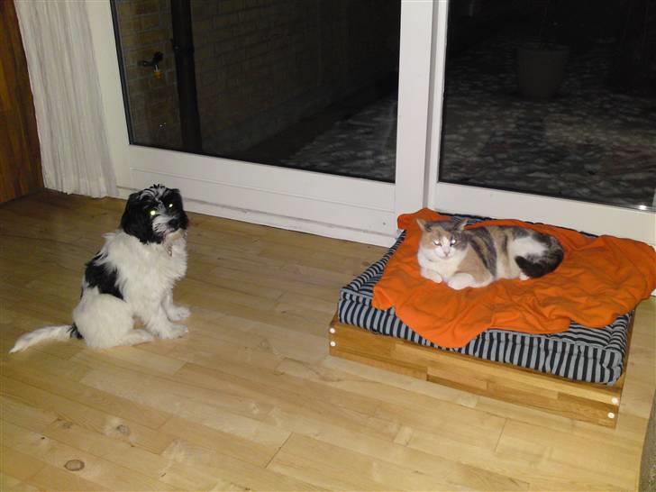 Blanding af racer Mille - Hmmm, hvad gør man mon når katten har snuppet kurven? billede 5