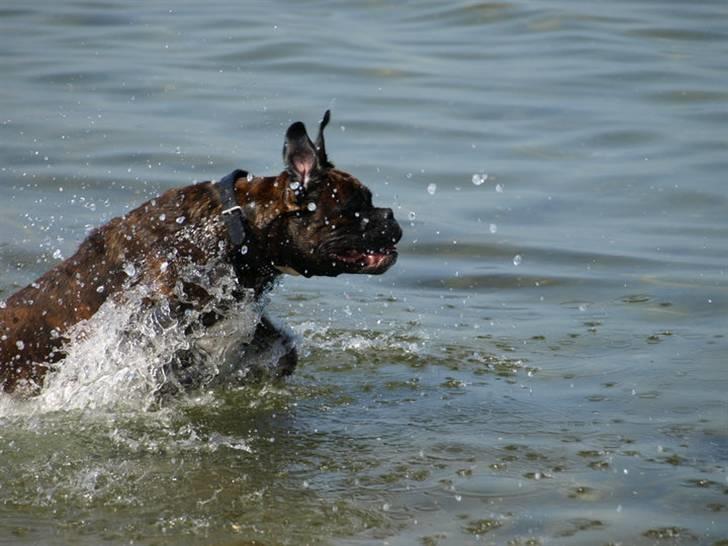 Boxer Charlie billede 20