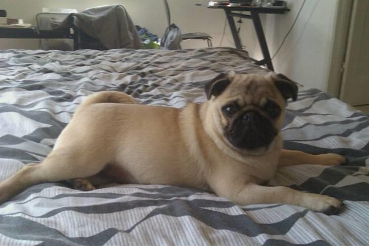 Mops Milo - Milo 5 mdr billede 1