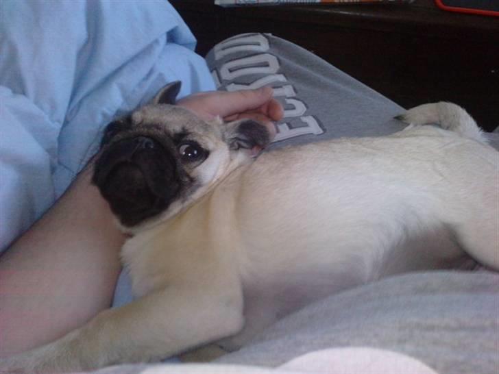 Mops Milo - Milo ca. 4 mdr billede 2