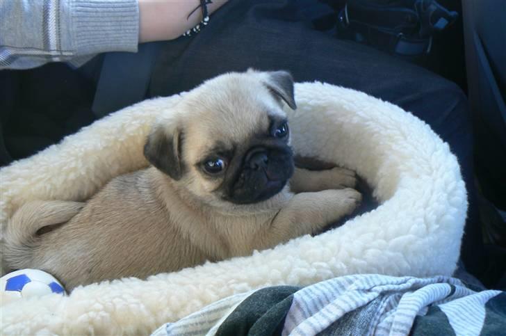 Mops Milo - Milo lige afhentet 8 uger billede 3