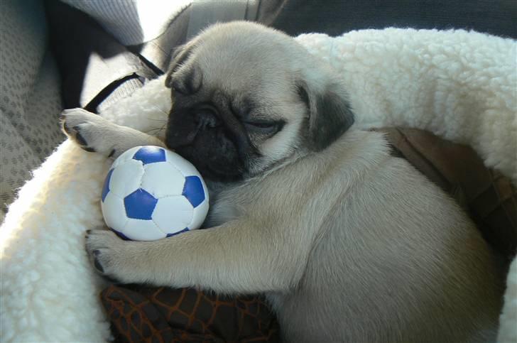 Mops Milo - Milo lige afhentet 8 uger billede 4