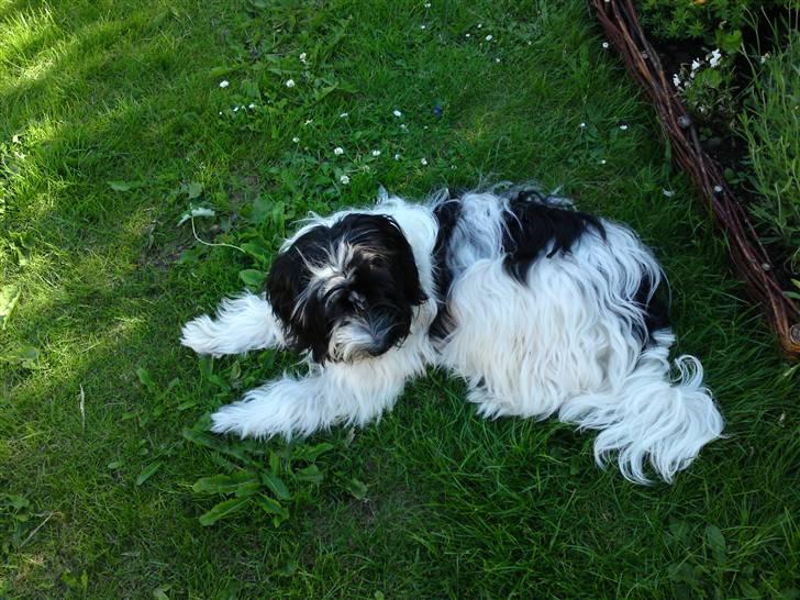 Blanding af racer Mille - Arj, du bliver ved med det kamera! billede 6