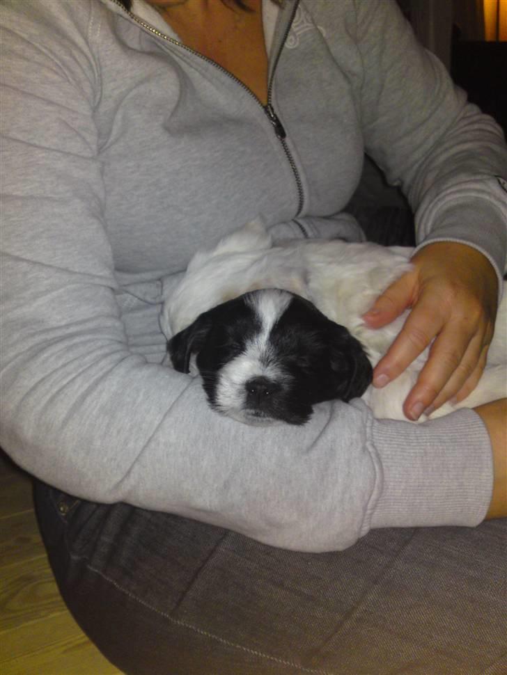 Blanding af racer Mille - Sidste besøg hos hvalpemor, før vi må tage dig med hjem... billede 7