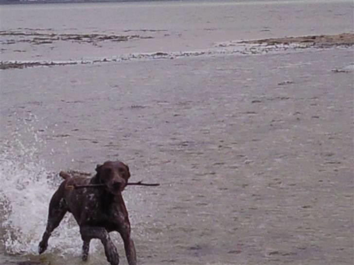 Korthåret hønsehund Nordboen Zaxo - hvad skulle jeg stille op uden dig?i;´ billede 13