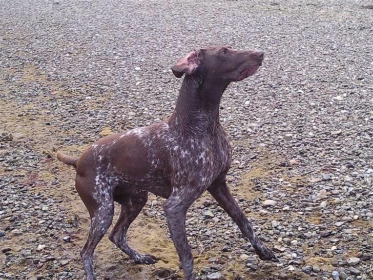 Korthåret hønsehund Nordboen Zaxo - trust me, you are my everything! billede 14