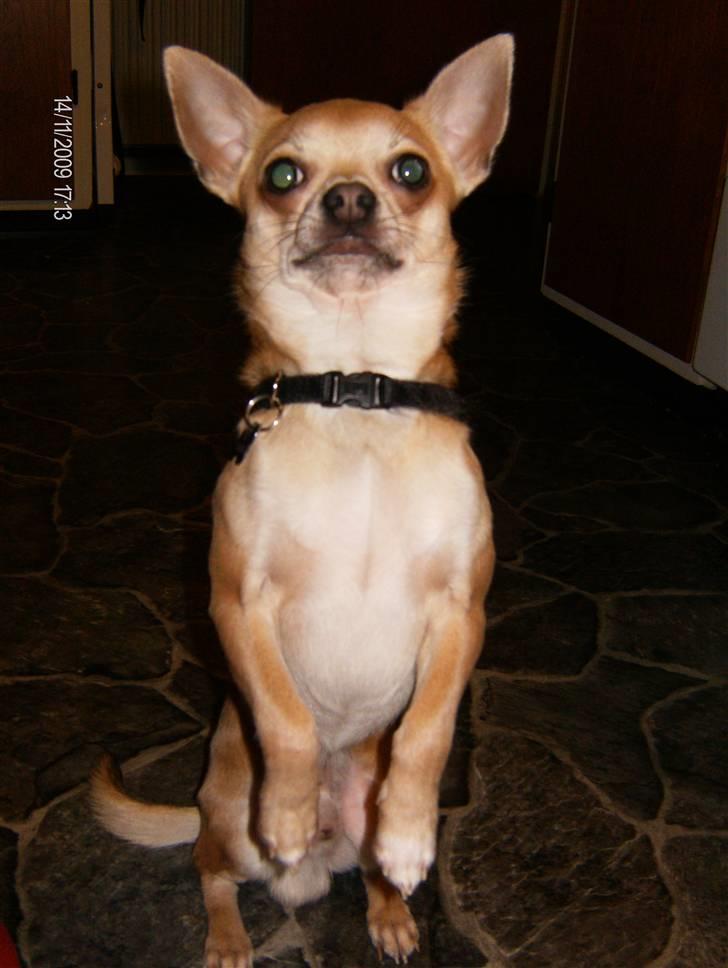 Chihuahua Ozzy - Ozzy - også kendt som Cirkushunden! billede 11