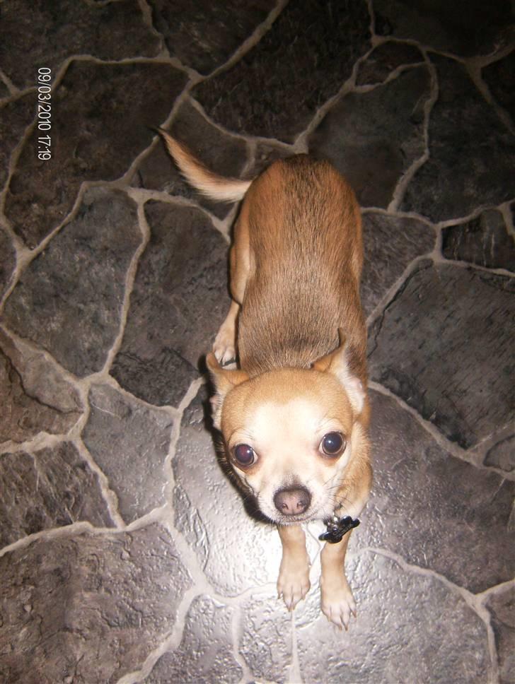 Chihuahua Ozzy - Ozzy tabte síg henover den strenge vinter, som man også kan se på billedet. Han kom dog hurtigt efter det, da først han igen rigtigt kunne komme ud og sprinte lidt rundt...og så selvfølgelig en rundhåndet tilgang af godbidder! billede 12