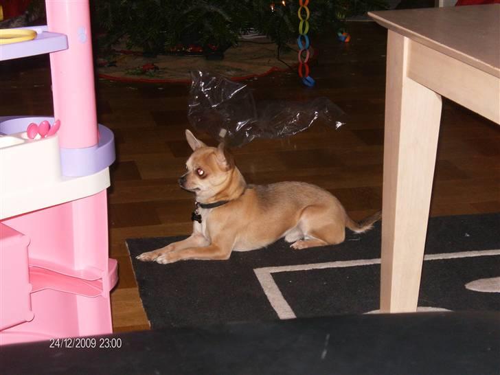 Chihuahua Ozzy - En stor flot hanhund er Ozzy blevet - ingen tvivl om at han har arvet Viggos flotte udseende! billede 13