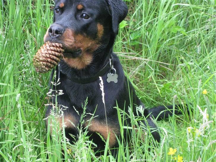 Rottweiler Bella - Som fotomodel :-P billede 18