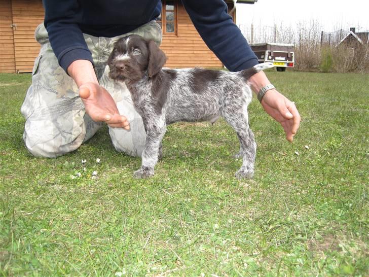 Ruhåret hønsehund Tjok billede 1