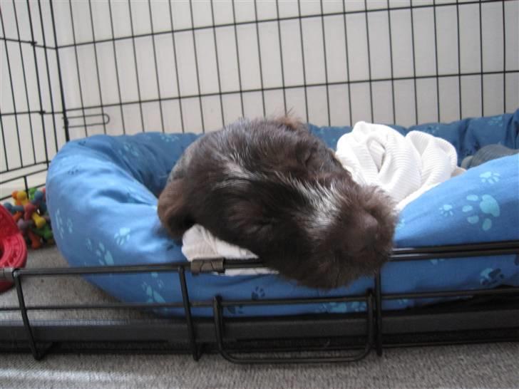 Ruhåret hønsehund Tjok billede 2