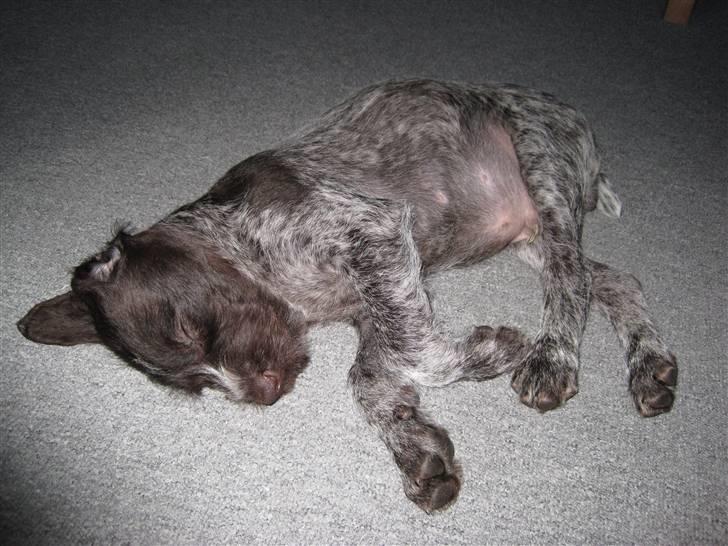 Ruhåret hønsehund Tjok billede 3