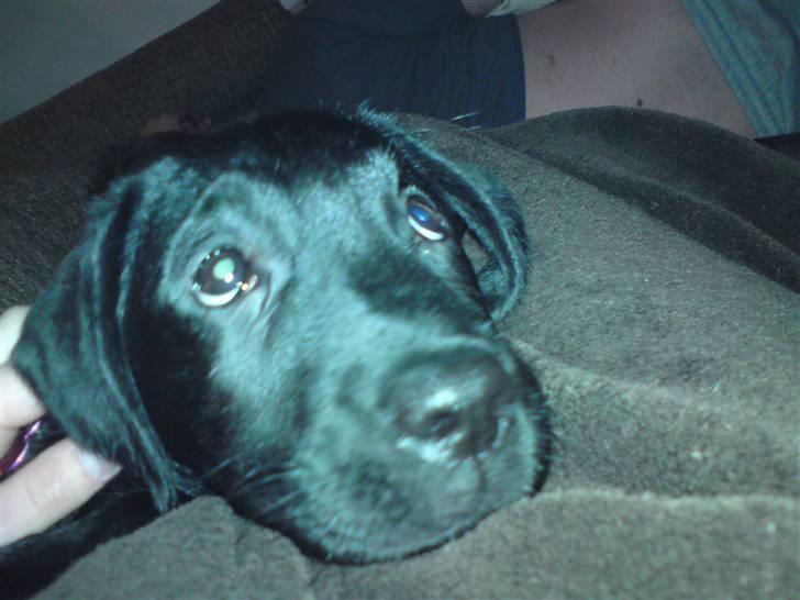 Labrador retriever Nikoline billede 1