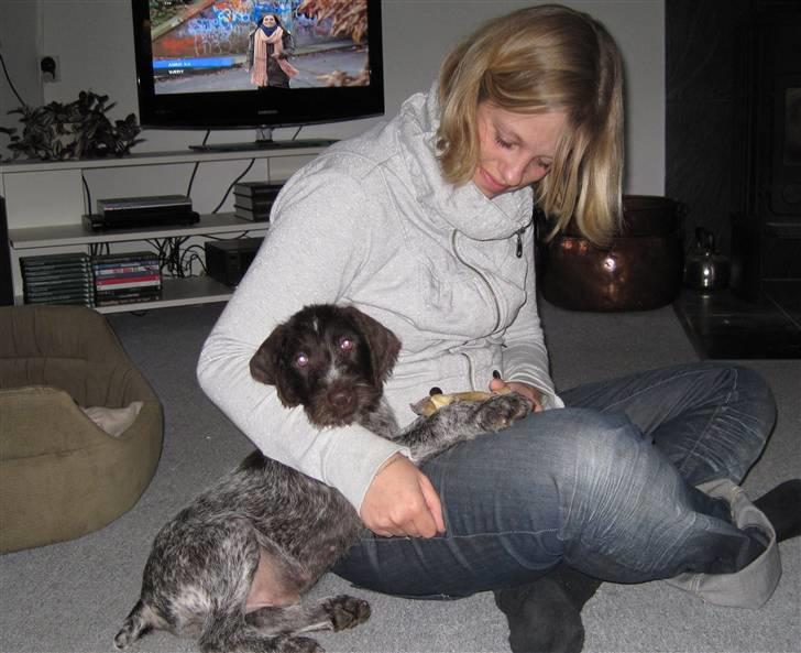 Ruhåret hønsehund Tjok billede 4